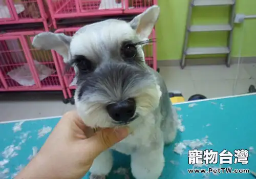 【美容攻略】如何為小型犬做簡單的美容