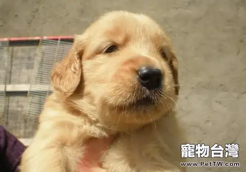 能使黃金獵犬致死的常見病有哪些