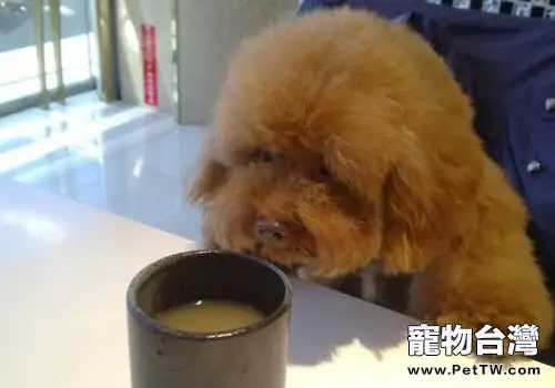 哪些食物需要謹慎給狗狗餵食