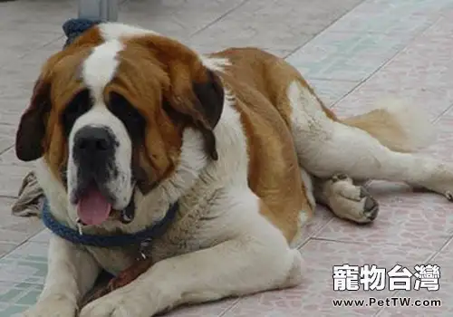 老齡犬特徵有哪些