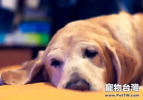 老齡犬特徵有哪些