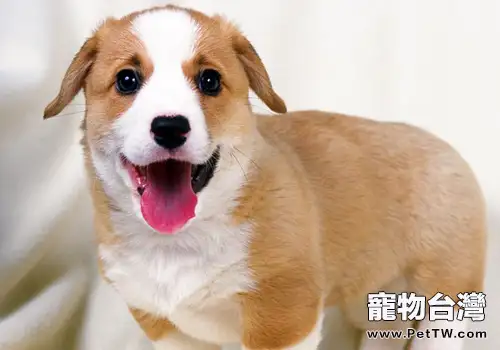 怎樣防止狗狗消化不良