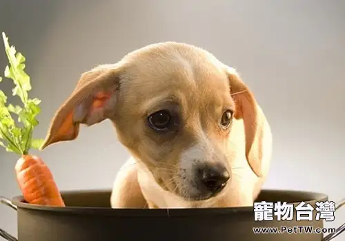 怎樣防止狗狗消化不良