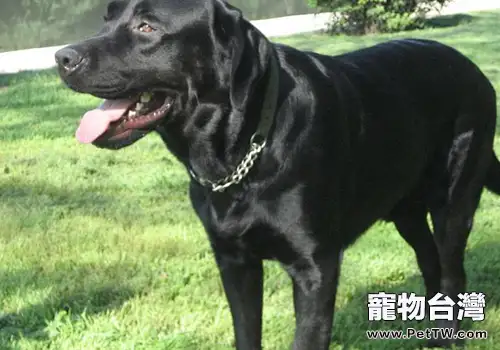 拉布拉多的鼻子褪色怎麼辦