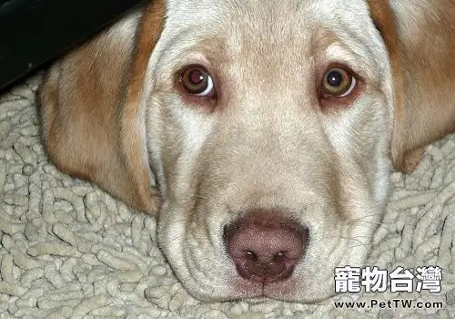 拉布拉多的鼻子褪色怎麼辦