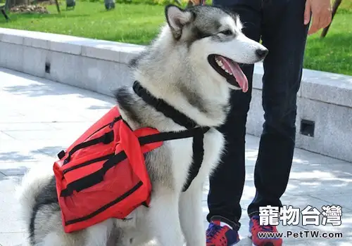 養狗對飼主的視力有沒有好處