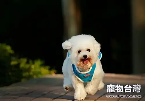 養狗對飼主的視力有沒有好處