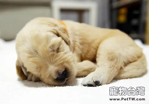 睡眠對狗狗的重要性