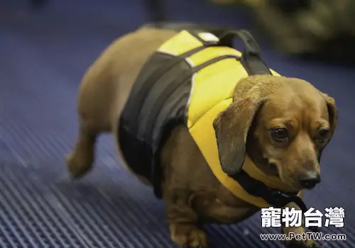 不要盲目的追求狗狗的體重
