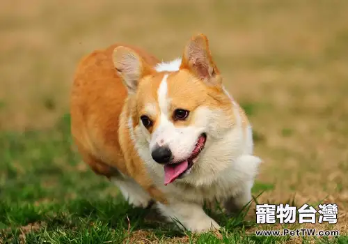 不要盲目的追求狗狗的體重