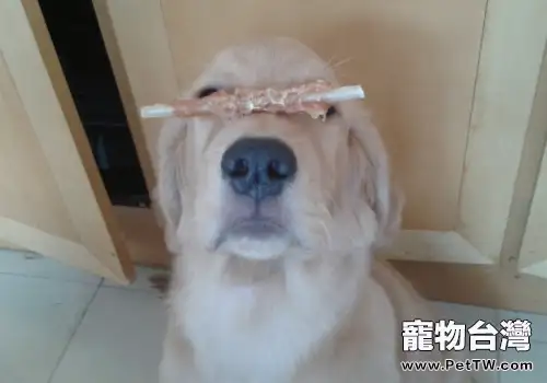 防止狗狗丟失有何要點 防止狗狗丟失有何要點