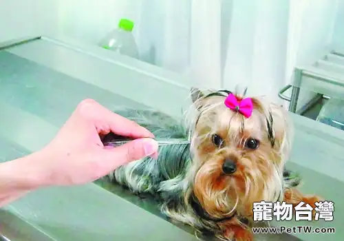 防止狗狗丟失有何要點(共3張圖片)-寵物台灣