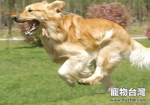 防止狗狗丟失有何要點 防止狗狗丟失有何要點