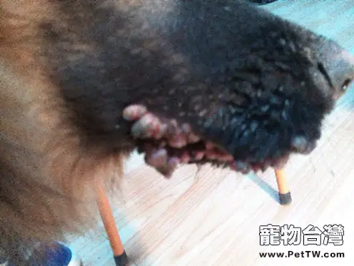 犬傳染性性病腫瘤的症狀及診治