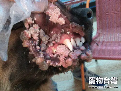 犬傳染性性病腫瘤的症狀及診治