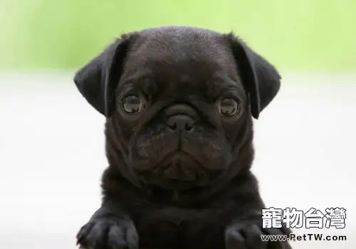 為狗狗測量體溫有什麼意義