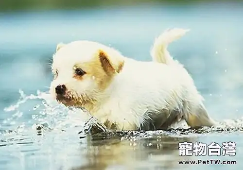 為狗狗測量體溫有什麼意義(共2張圖片)-寵物台灣