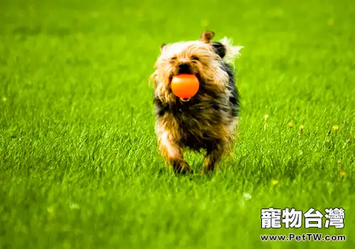 如何進行狗狗的召回訓練(共2張圖片)-寵物台灣