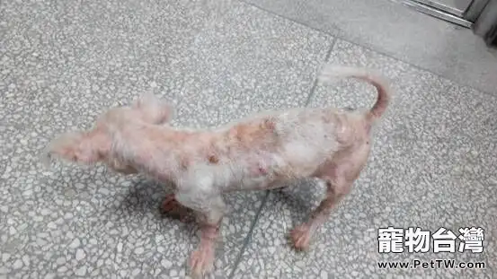 一例犬疥螨病的診療體會(共5張圖片)-寵物台灣