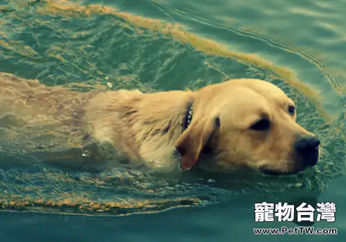 哪些日常鍛煉有助於狗狗的健康