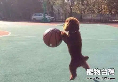 哪些日常鍛煉有助於狗狗的健康（共2張圖片）-寵物台灣