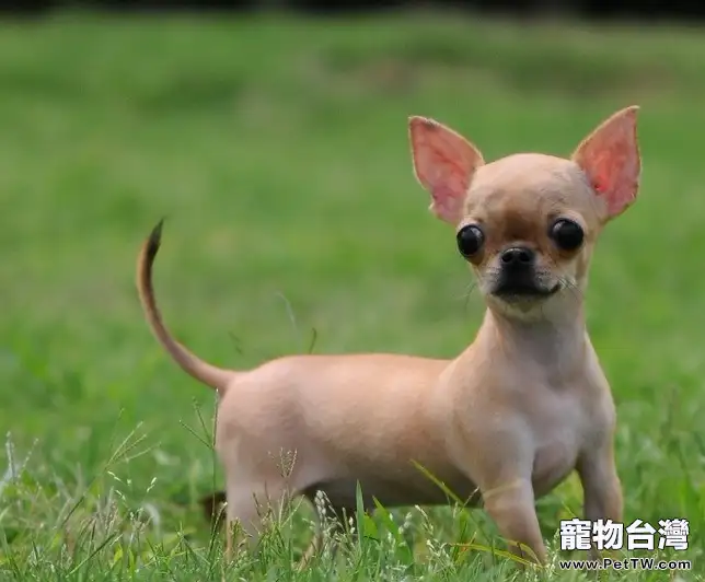 如何糾正狗狗愛刨土的毛病(1圖)-寵物台灣