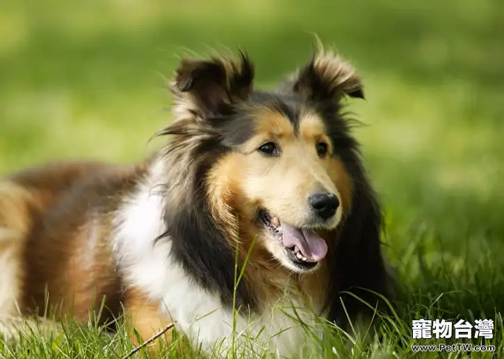 狗狗難產時的應對方法