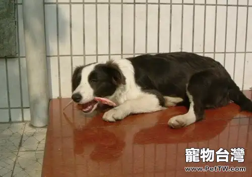 飯適不適合給狗狗餵食(共2張圖片)-寵物台灣