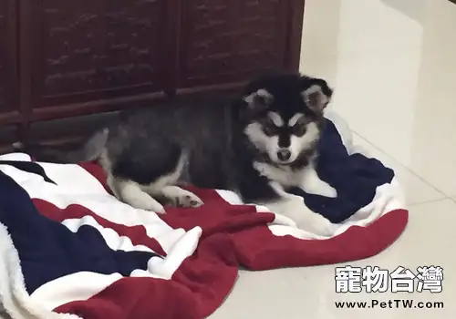 飯適不適合給狗狗餵食 飯適不適合給狗狗餵食