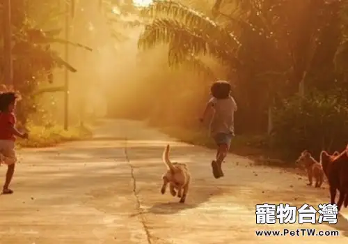 如何正確的與狗狗遊戲