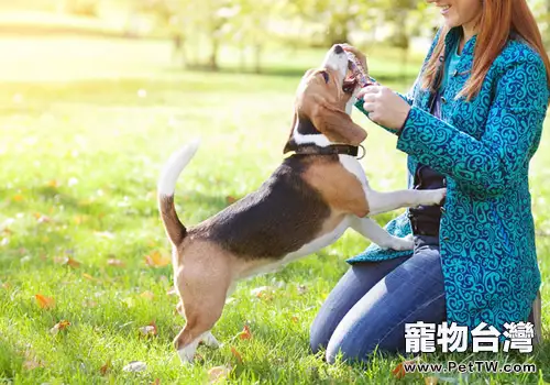 如何正確的與狗狗遊戲