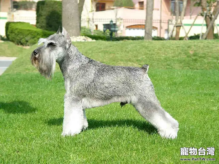 雪納瑞犬（Schnauzer）品種介紹