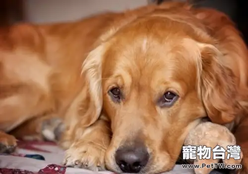 為自家黃金獵犬繁殖需要慎重