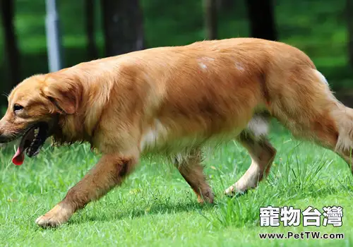 為自家黃金獵犬繁殖需要慎重