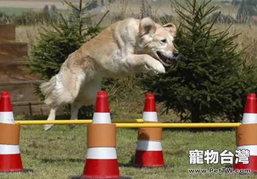 不同的狗狗要不同對待