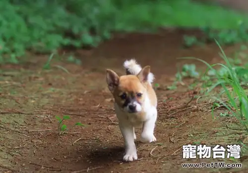 不同的狗狗要不同對待