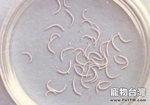 如何辨別狗狗常見的寄生蟲病