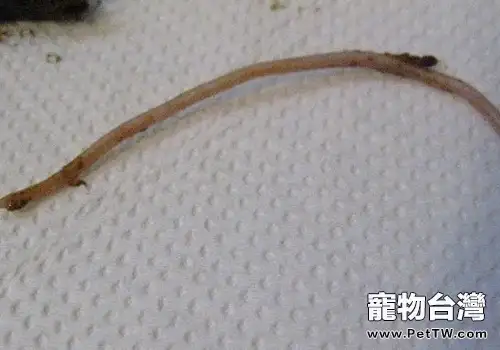 如何辨別狗狗常見的寄生蟲病