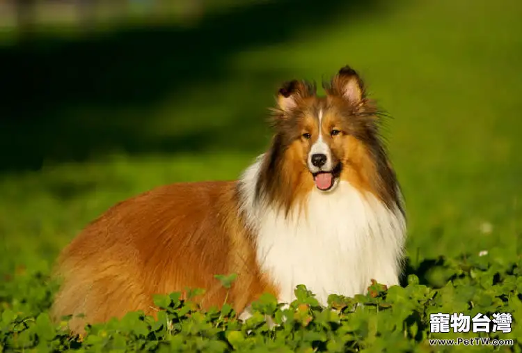 挑選純種喜樂蒂的方法（1圖）-寵物台灣