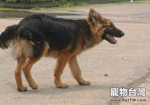 狗狗趴蹄怎麼辦