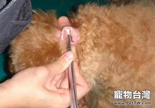 【美容攻略】怎樣幫小型犬清理耳道