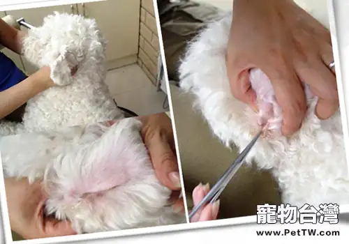 【美容攻略】怎樣幫小型犬清理耳道(共3張圖片)-寵物台灣