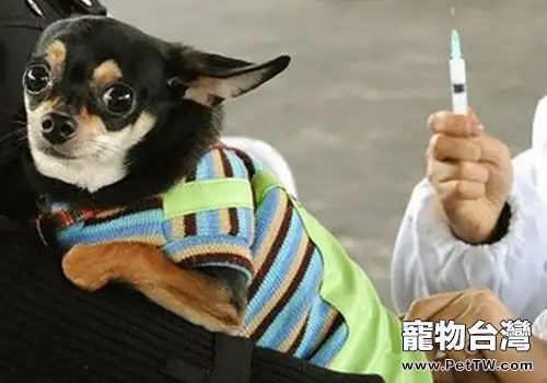 為狗狗打疫苗應注意的一些問題