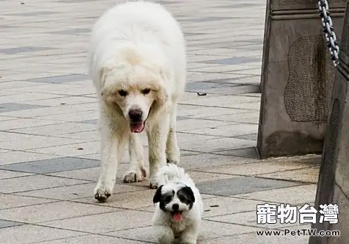 狗狗的基礎護理有哪些