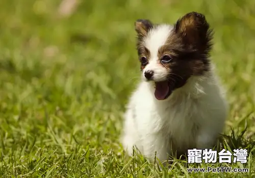 狗狗得冠狀怎麼辦(共2張圖片)-寵物台灣