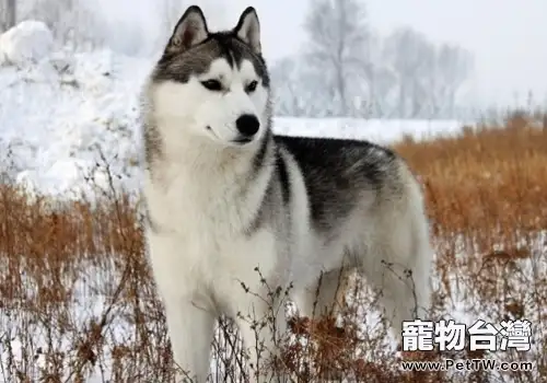 哈士奇的被毛有何特點（共2張圖片）-寵物台灣