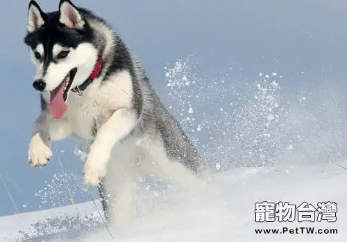 哈士奇的被毛有何特點