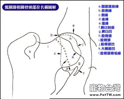 狗狗的前腿關節容易忽視問題