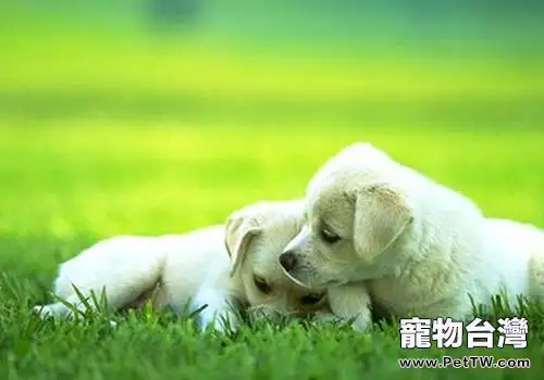 犬體外寄生蟲會誘發出哪些疾病