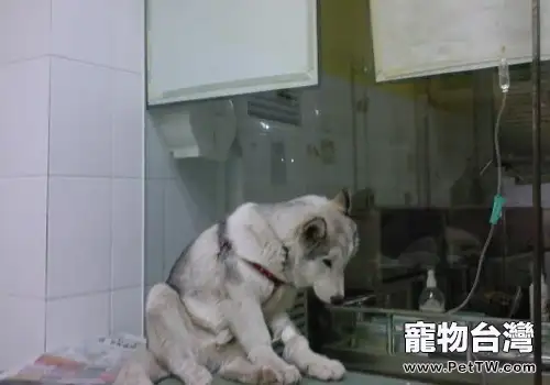 狗狗補液的方法與途徑(共2張圖片)-寵物台灣